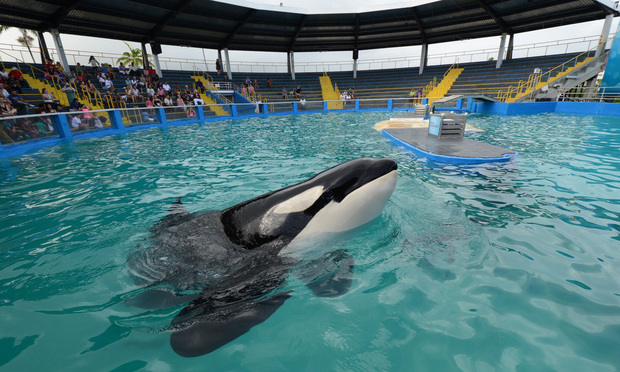 What's Next for Lolita 6 Years Later Lawyers Wrangling Over Fate of Miami Orca