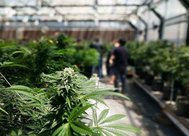 Cannabis Net Lease Offers Potentially High Risk to Landlords