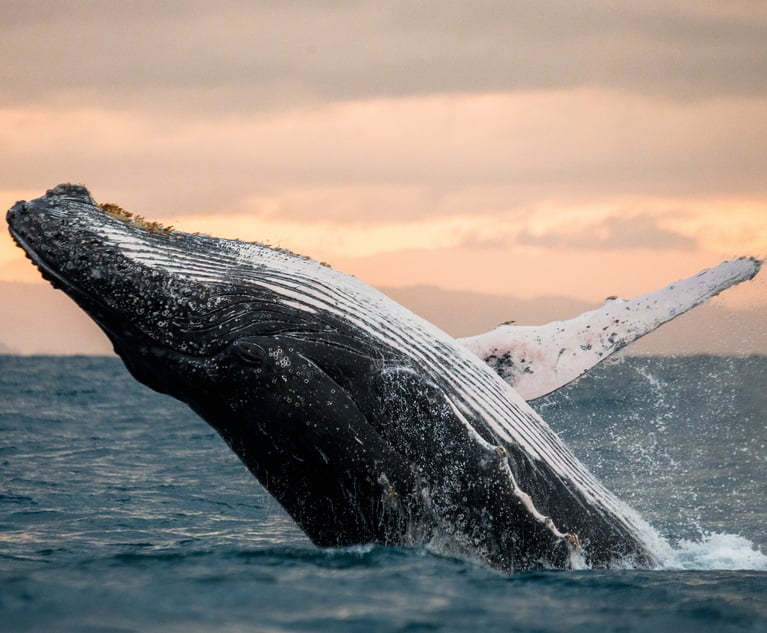 Simmons & Simmons Make Waves with 'Legal Personhood' Initiative for Whales