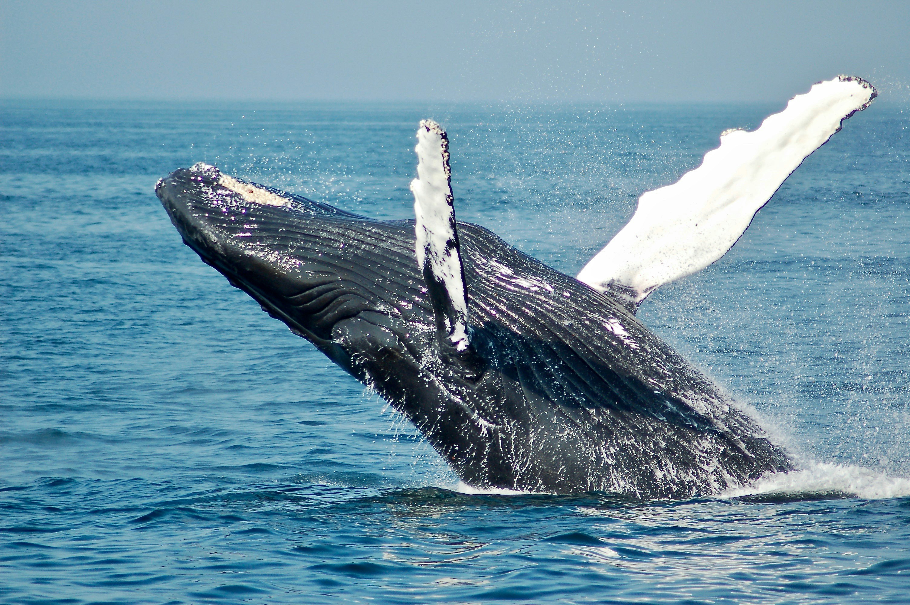 Simmons & Simmons Make Waves with 'Legal Personhood' Initiative for Whales