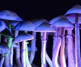 Harvard Law Dabbles in Psychedelics