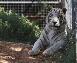 Former Tiger King Park Operators Accept Lifetime Ban on Exhibiting Animals Following DOJ Action