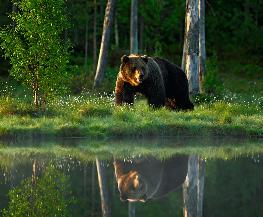 Federal Court Backs Brown Bear Baiting Ban in Alaska