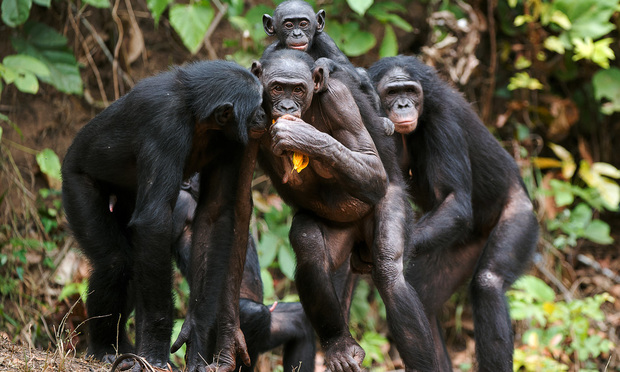 chimpanzees, chimp