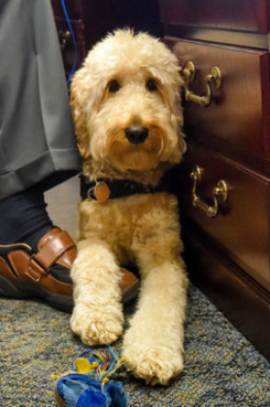 Nassau County Judge Howard Sturim's service dog, Barney. (Photo: David Handschuh/NYLJ)