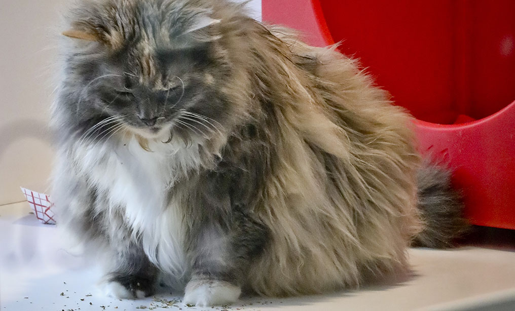 Griselda , 11, a domestic long-haired cat, already declawed when she was surrendered by her owner for adoption, plays inside her enclosure at the Animal Haven pet shelter in New York.