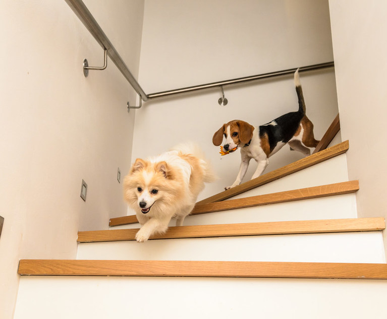 Dogs running down the stairs beagle with german spitz