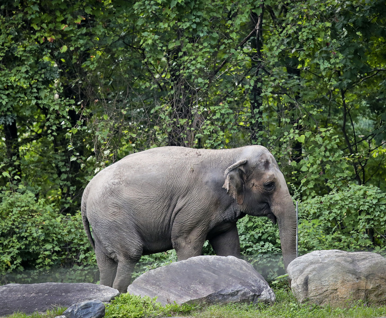 NY High Court Says Asian Elephant 'Happy' Isn't Illegally Confined at Bronx Zoo