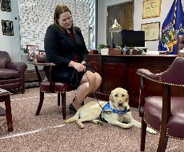Suffolk County District Attorney's Office Welcomes New Staff Member: Service Dog Tillman III