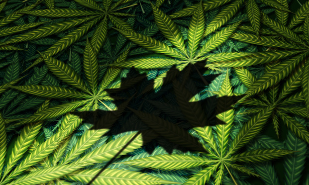 Cannabis Giant Tilray Names New Interim Head of Legal
