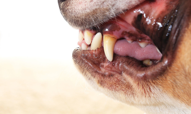 Dog-Teeth