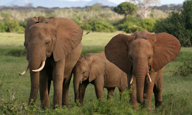 Three African elephants.