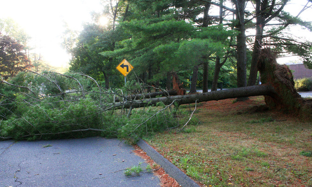 Downed trees in the aftermath of the August 4 tropical storm, Hurricane Isaias, in Farmington.