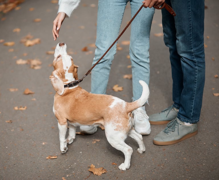 Couple Walking Dog