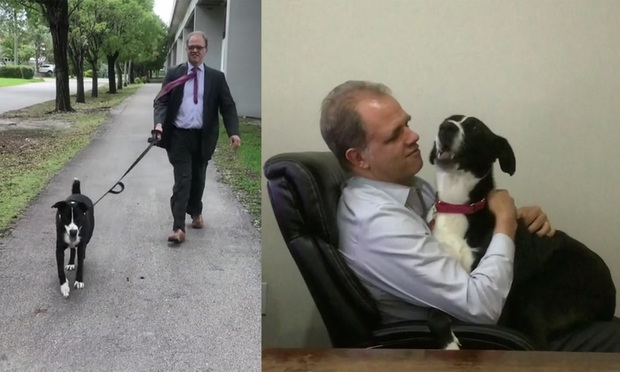 Ruff Day: Attorneys Rely on Pets at Law Firms to Bring Cheer to High Stress Profession