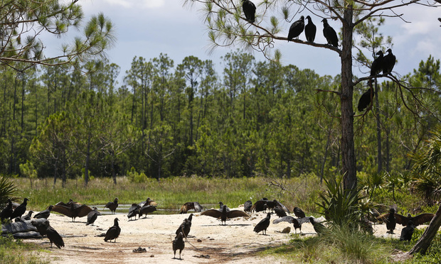 A committee of black vultures sit atop of a tree at the Panther Island Mitigation Bank near Naples. (AP Photo/Brynn Anderson)