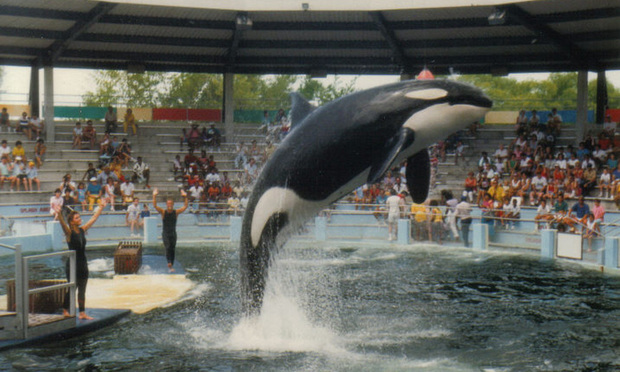 Lolita Will Stay But Court Leaves a Door Open for Other Whales