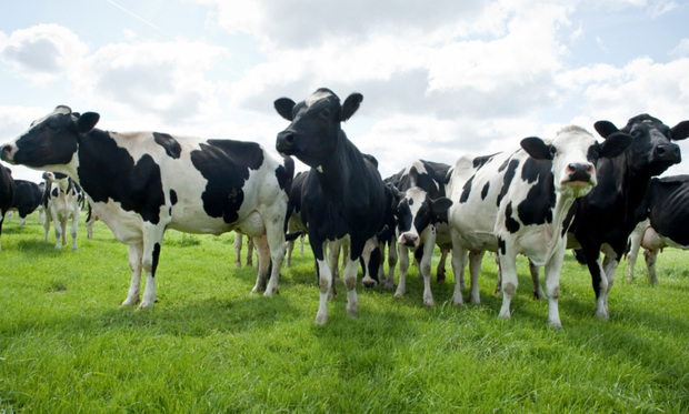 A Florida driver sued after colliding with a group of cows who'd escaped their confines in the middle of the night. Photo: HansWithoos/iStockphoto.com