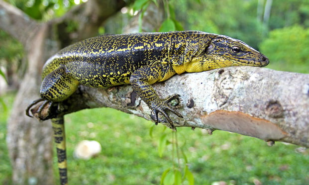 Golden Tegu (Tupinambis teguixin) rests in a tree in the Peruvian Amazon