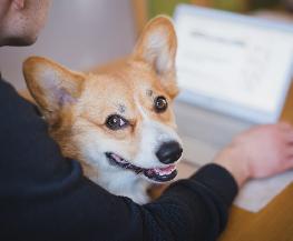Florida Dogs Aren't the Only Ones Bemoaning Litigators' Return to Office: Texas Pets Can Relate