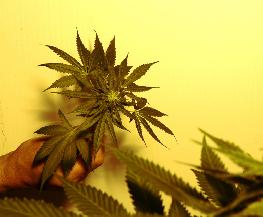 DSBA to Hold Marijuana Law CLE