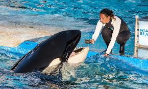 Becoming the Killer Whale: Changing Mindsets Key to Law Firm Innovation