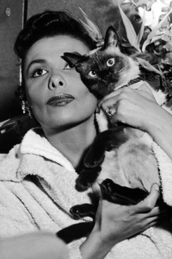 <i>Lena Horne holds her Siamese kitten, Anna, in this undated photo. (Isaac Sutton/Johnson Publishing Company)</i>