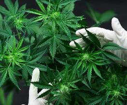 Judiciary Moves to Expunge Nearly 88 000 Marijuana Cases