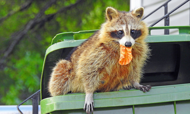Pa Court Rules Raccoons Cannot Engage in 'Vandalism' or 'Malicious Mischief' in Insurance Coverage Suit