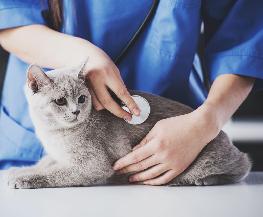 Pa Appeals Court Rules Animal Chiropractic Is Subject to Veterinary Regulation