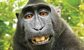 No Standing for Monkey to Bring Selfie Copyright Suit