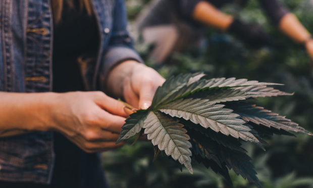 Cannabis Startup Shryne Group Hires Arent Fox Lawyer as General Counsel