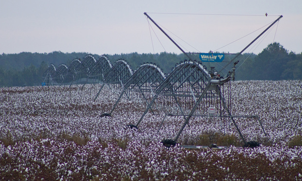 Cotton field in Worth County, Georgia. (Photo: John Disney/ALM)