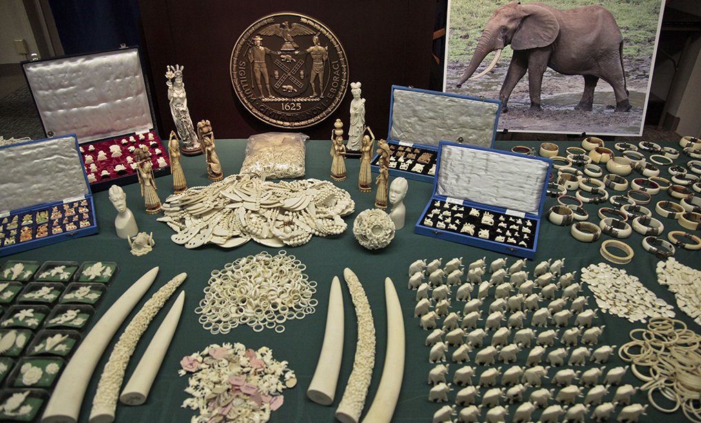 Judge Rules Art Dealers Lack Standing to Challenge NY Ivory Ban