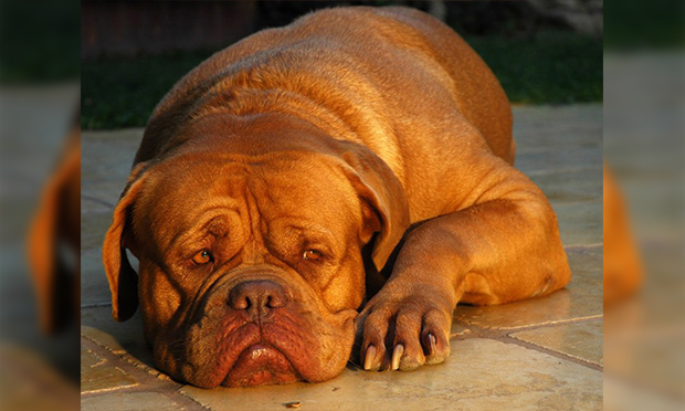Top 10 dog breeds with the highest pet insurance claims | BenefitsPRO