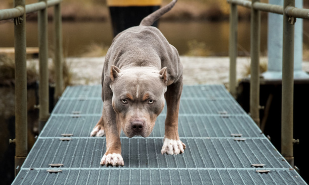 Top 7 dangerous dog breeds | PropertyCasualty360