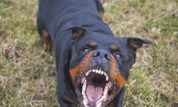 Top 7 dangerous dog breeds | PropertyCasualty360