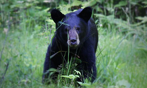 North America's deadliest wild animals | PropertyCasualty360