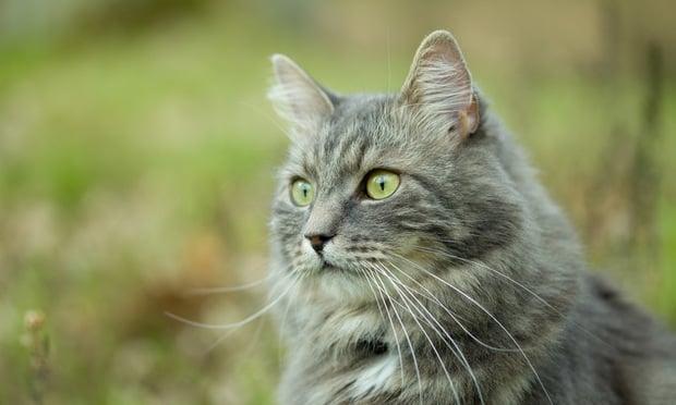 Top 20 Most Popular Cat Breeds – Forbes Advisor