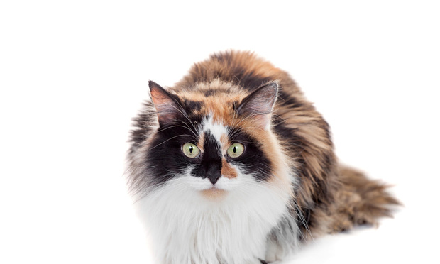 Cat Breed Articles  ASPCA® Pet Health Insurance
