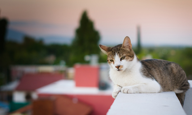 Cat Breed Articles  ASPCA® Pet Health Insurance