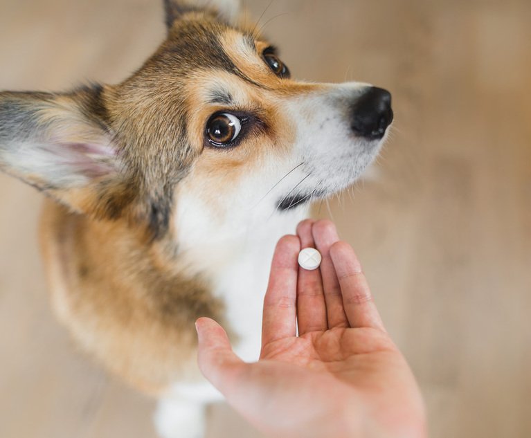 Corgi Common Health Issues – Forbes Advisor