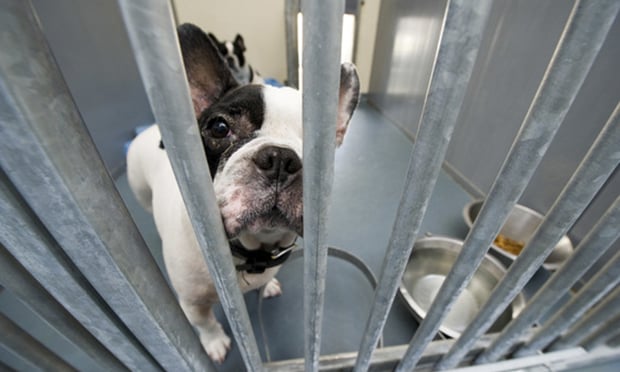 MetLife Pet Insurance Giving 500K to U S Animal Shelters