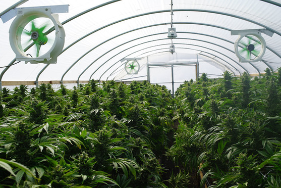 Six Key Updates in California's Latest Marijuana Regulatory Proposal