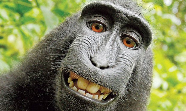 Defense Laughs Off Monkey Selfie Suit
