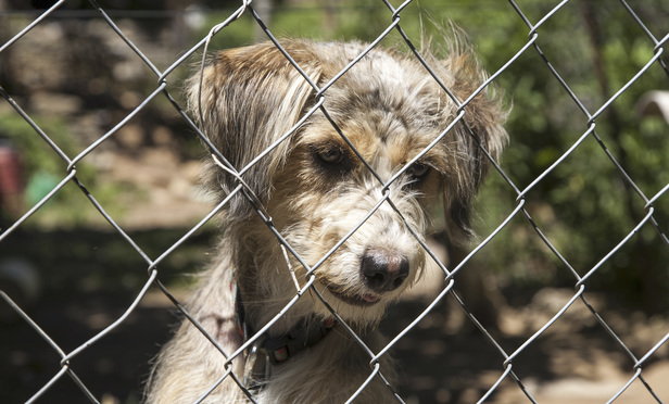 State Registry for Animal Rescuers Awaits Cuomo's Signature