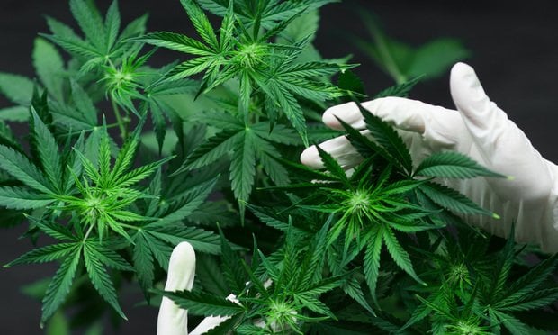 Upstate NY Appellate Court Allows Warrantless Searches of Hemp Shops for Illicit Cannabis